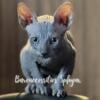 TICA /HCM SPHYNX BABIES @ BareNecessities Sphynx