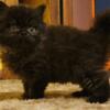 Purebred Persian Kittens