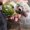 Baby Pineapple Hi-Red Greencheek Conures