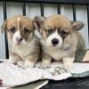 Jellybean available! Exceptional DM Clear Pembroke Welsh Corgi puppies Available 9897630132