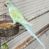 Indian Ringnecks birds available