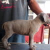 blue male cane corso puppy for sale 750.00 pet registry