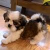 Shih Tzu Puppies / Registered SHIH TZUS - Full blooded Gorgeous thick  coats