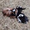 Nigerian Dwarf Bucklings for Sale