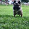 Visual fluffy Frenchie stud AKC registered