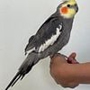 Male Cockatiel