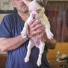 Frenchbulldogs