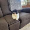 Shichon teddy bear male puppy in Indiana