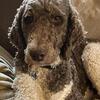Standard Poodle Stud Hunk