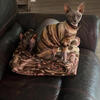 Proven Blue Sphynx Stud available for Services