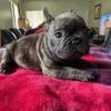 French bulldog from import blood