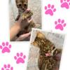 Bengal kittens  For Sale in San Diego