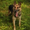 AKC German Shepherd Female