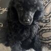 Toy Poodle Male ready