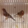 Canary (canaries) birds for sale Female and Male