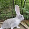 Continental Giant Bunnies 