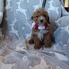 GOLDENDOODLE F1b mini