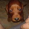 AKC mahogany Irish setter pups