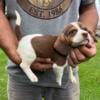 AKC male beagle pups