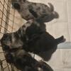 Blue Heeler Puppys