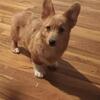 American Corgi red merle