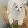 beautiful ragdoll available now