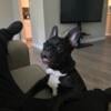 French Bulldog 5 months Old