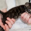 Charcoal Bengal Kittens Show potential or for family pet