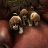 Purebred Basset puppies
