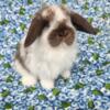 Holland Lop babies available