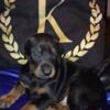 Best of the Best! Akc European Dobermans