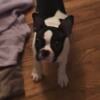 Boston Terrier Pups for sale to a good loving home!