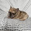 AKC FrenchBulldog Puppies