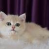 NEW Elite British kitten from Europe with excellent pedigree, male. Pickwick