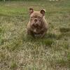 6 months old Bully