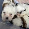 Maltipoo puppy