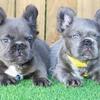 French bulldog puppy