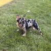French bulldogs puppies