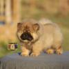 Miniature chow chow puppies