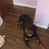 German Rottweiler/Free Dog