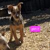 Blue heeler female pup