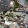 Large Mixed Finch & Diamond Dove Flock