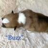 Pembroke Welsh Corgi Male 2