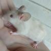 Rare  mice splash, tricolor , Burmese ,Siamese, merle, roan hairless and Long hair