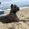 Cane Corso Male year old