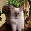  Registered Beautiful male blue point Ragdoll kitten 