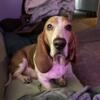 Female Basset Hounds 6 and 7 years old