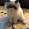 Beautiful Himalayan 