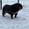 English Bulldog Blue Tri Stud