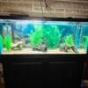 75 gallon fish tank with everything 